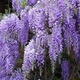 Саженцы Глицинии Аметист (Wisteria chinensis Amethyst) - изображение 3