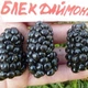 Саженцы ежевики Блэк Даймонд (Black Diamond) - среднего срока, бесшипная, сладкая, урожайная - изображение 4