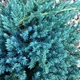 Саджанці Ялівцю лускатого Блю Карпет (Juniperus squamata Blue Carpet) Р9 - зображення 10
