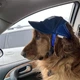 Кепка для собак "BUDDY" Blue Size S - изображение 7