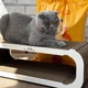 Когтеточка (царапка) – лежанка для кошек GoldCat L 59 х 25 x 19 см - изображение 6