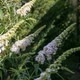 Буддлея Давида 'White Profusion'. Контейнер 3 л - изображение 7