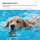 Дистанционный тренировочный ошейник Bodasan для дрессировки собак водонепроницаемый (М3881) - изображение 4