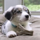 Игрушка для собак Benebone Puppy Wishbone (S, Bacon) - изображение 7