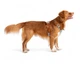 Шлея для собак Alpha 360 Woolly Wolf (M, Glacier Green Mix) - зображення 2