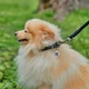 Ошейник для собак кожаный WAUDOG Soft с QR паспортом, круглый, Д 6 мм, Длин 17-20 см черный - изображение 5