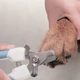 Кусачки-когтерез для Животных с Ограничителем Clefers Pet 546 Клиперы Ножницы для Когтей (5001901) - зображення 2