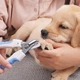 Кусачки-когтерез для Животных с Ограничителем Clefers Pet 546 Клиперы Ножницы для Когтей (5001901) - зображення 10