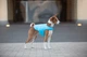 Курточка-накидка для собак AiryVest, L, B 58-70 см, С 42-52 см голубой - изображение 6