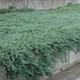 Саженцы Можжевельника горизонтального Айс Блю (Juniperus horizontalis Icee Blue) Р9 - изображение 2