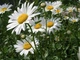 Саженцы Ромашки Садовой (Leucanthemum) P9 - изображение 2