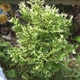 Саджанці Туї західної Смарагд Варієгата (Thuja occidentalis Smaragd Variegata) Р9 - зображення 3