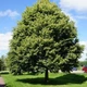 Саженцы Липы крупнолистной (Tilia platyphyllos) - изображение 2
