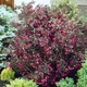 Саджанці Вейгели квітучої Олександра (Weigela florida Alexandra) Р9 - зображення 2