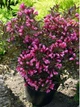 Саджанці Вейгели квітучої Олександра (Weigela florida Alexandra) Р9 - зображення 3