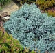 Саженцы Можжевельника чешуйчатого Блю Стар (Juniperus squamata Blue Star) Р9 - изображение 3