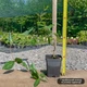Саджанці Жимолості капріфоль (Lonicera caprifolium) Р9 - зображення 3