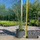 Саженцы Мискантуса китайского Зебринус (Miscanthus sinensis Zebrinus) - изображение 2