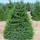 Саженцы Ели сербской (Picea omorika) Р9 - изображение 1