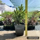 Саженцы Ели сербской (Picea omorika) Р9 - изображение 2