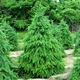 Саженцы Ели сербской (Picea omorika) Р9 - изображение 3