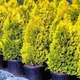 Саженцы Туи западной Голден Брабант (Thuja occidentalis Golden Brabant) Р9 - изображение 3