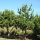 Саженцы Сосны Тунберга (японская черная) (Pinus Thunbergii) Р9 - изображение 3