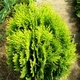 Саженцы Туи восточной Ауреа Нана&nbsp;(Thuja&nbsp; orientalis Aurea Nana) Р9 - изображение 2