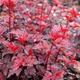 Саженцы Пузыреплодник калинолистный Леди ин Рэд (Physocarpus opulifolius Lady in Red) Р9 - изображение 1