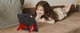 Чехол STR Spider Apple iPad 11" 2025 (A16) детский с подставками Spiderman Black/Red - изображение 11