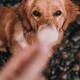 Печиво для собак Beco Pets Куряча печінка з пастернаком і медом 60 г (BFTR-CHICK) - зображення 2