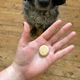 Печиво для собак Beco Pets Куряча печінка з пастернаком і медом 60 г (BFTR-CHICK) - зображення 3