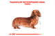 Сухий корм Royal Canin Dachshund Adult для собак породи такса 3 кг - зображення 2
