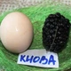 Саженцы ежевики Киова (Кайова Kiowa) - средняя, очень крупноплодная, урожайная, колючая - изображение 3