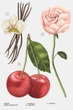 Жіночі парфуми ZARA Nude Bouquet 100 мл - зображення 3