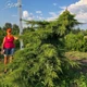 Ялівець середній 'Pfizeriana Aurea'. Контейнер 3 л - зображення 6