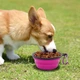 Складна дорожня миска для собак та котів Pet Bowl партитивна силіконова миска з карабіном для води та корму 350 мл, фіолетовий (86708167) - зображення 2