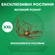 Цибулини Еремурус Moneymaker Гігантський (245008) - зображення 2