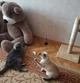 Іграшка для самостійної гри котів кошенят з пташкою та дзвіночком на присосці 88см - зображення 5