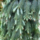 Саженцы Ели Энгельмана (Picea engelmannii) Р9 - изображение 5