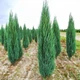 Саженцы Можжевельника скального Блю Эрроу-Арроу (Juniperus scopulorum Blue Arrow) Р9 - изображение 9
