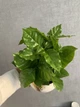 Дерево Кава арабіка h 35cm - зображення 5