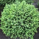 Саджанці Ялини сербської Карел (Picea omorika Karel) Р9 - зображення 1