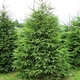 Саджанці Ялини звичайної, європейська (Picea abies, excelsa) Р9 - зображення 1