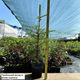 Саджанці Ялини звичайної, європейська (Picea abies, excelsa) Р9 - зображення 2