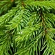 Саджанці Ялини звичайної, європейська (Picea abies, excelsa) Р9 - зображення 3