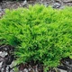 Саженцы Можжевельника горизонтального Андорра Компакт (Juniperus horizontalis Andorra Compact) Р9 - изображение 1