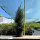 Саджанці Туї західної Смарагд (Thuja occidentalis Smaragd) - 4-х річна С3 - зображення 2