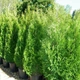 Саджанці Туї західної Смарагд (Thuja occidentalis Smaragd) - 4-х річна С3 - зображення 4