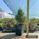 Саженцы Ели канадской Рейнбоуз Энд (Picea glauca Rainbow's Еnd) Р9 - изображение 2